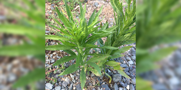 Erigeron Du Canada Herbicide Erigeron Canadensis EEKBV Erigeron Du Canada Herbicide Erigeron Canadensis EEKBV